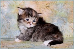 Female Siberian Kitten from Deedlebug Siberians